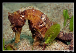 Commun seahorse (hippocampus taeniopterus); as often thes... by Daniel Strub 